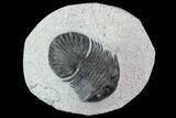 Bargain, Scabriscutellum Trilobite Fossil #92324-1